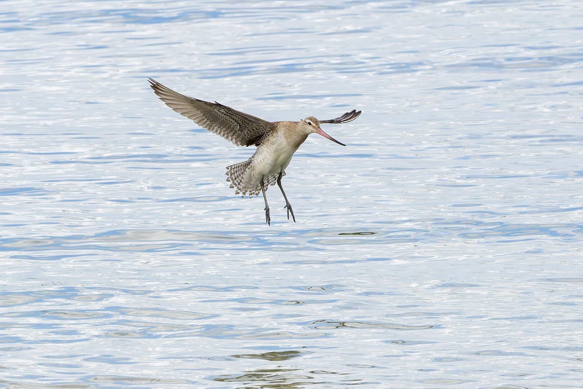 Bar-tailed Godwit - ML645487454