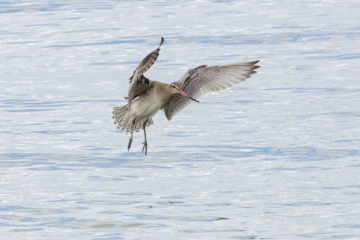 Bar-tailed Godwit - ML645487455