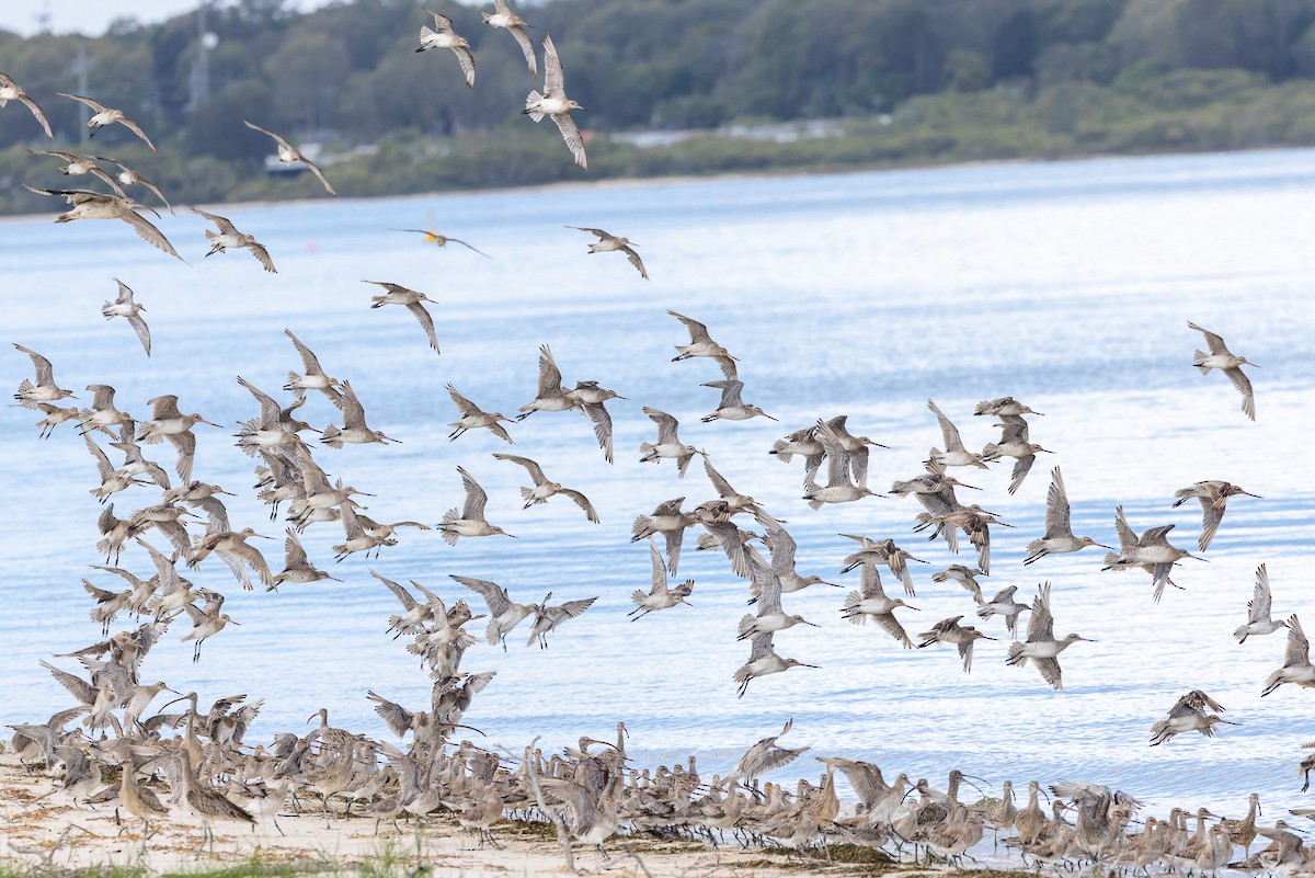 Bar-tailed Godwit - ML645487456