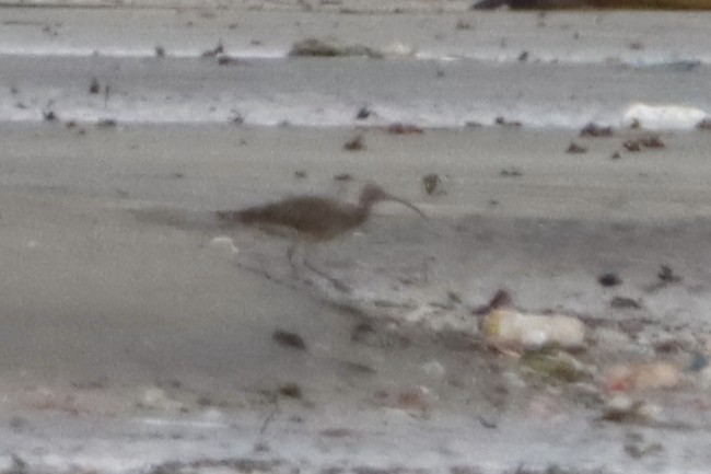 тодорхойгүй тутгалжин - ML645487457