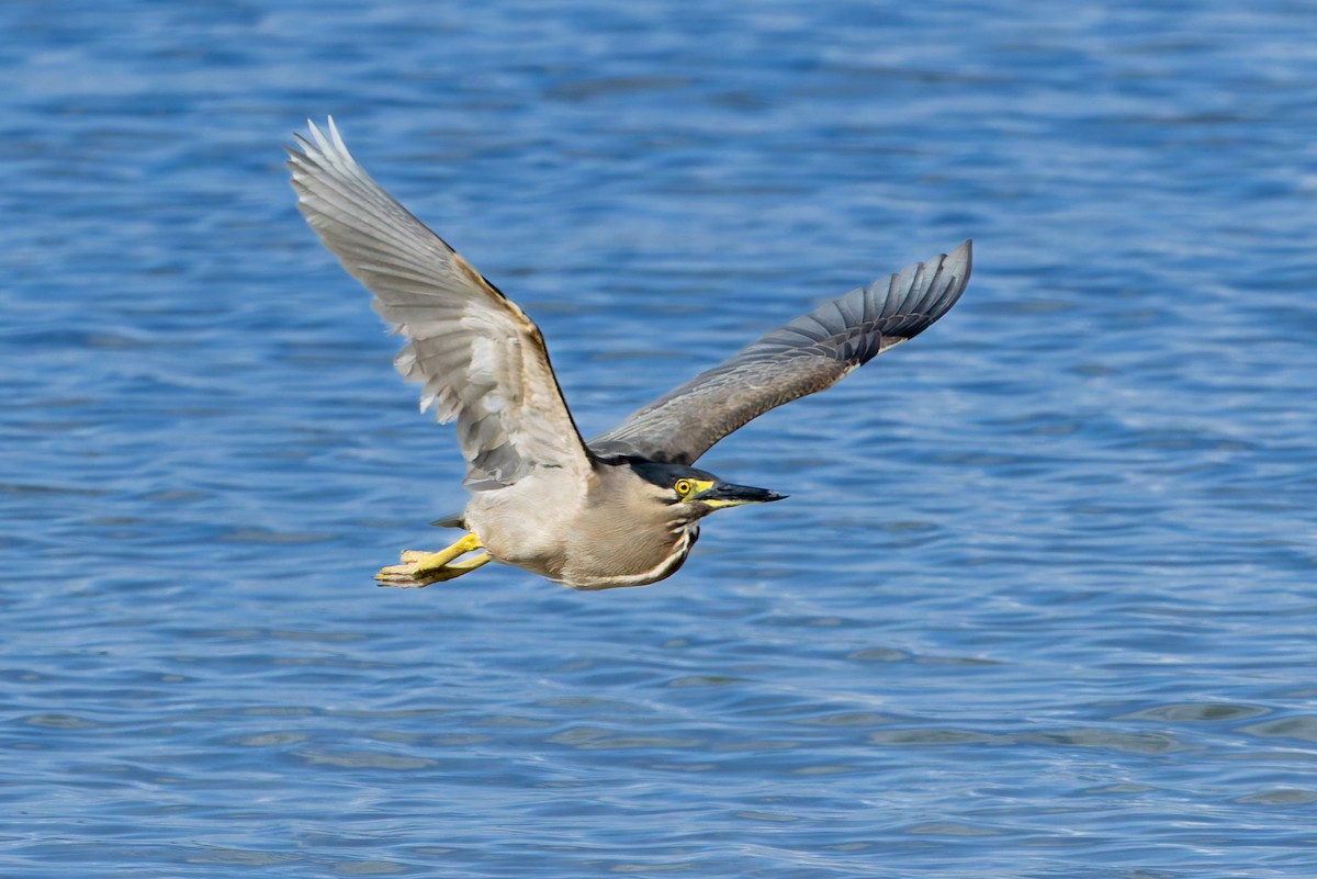 Little Heron - ML645487458
