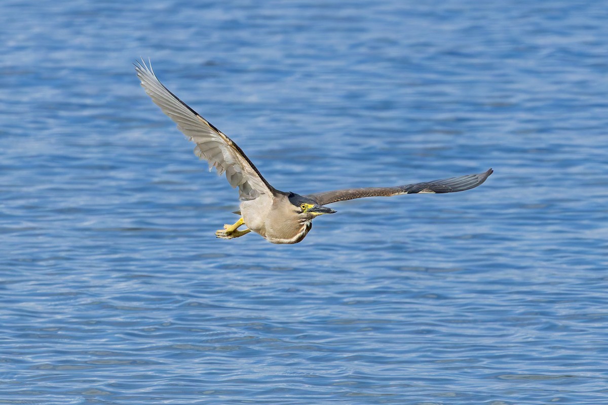 Little Heron - ML645487459