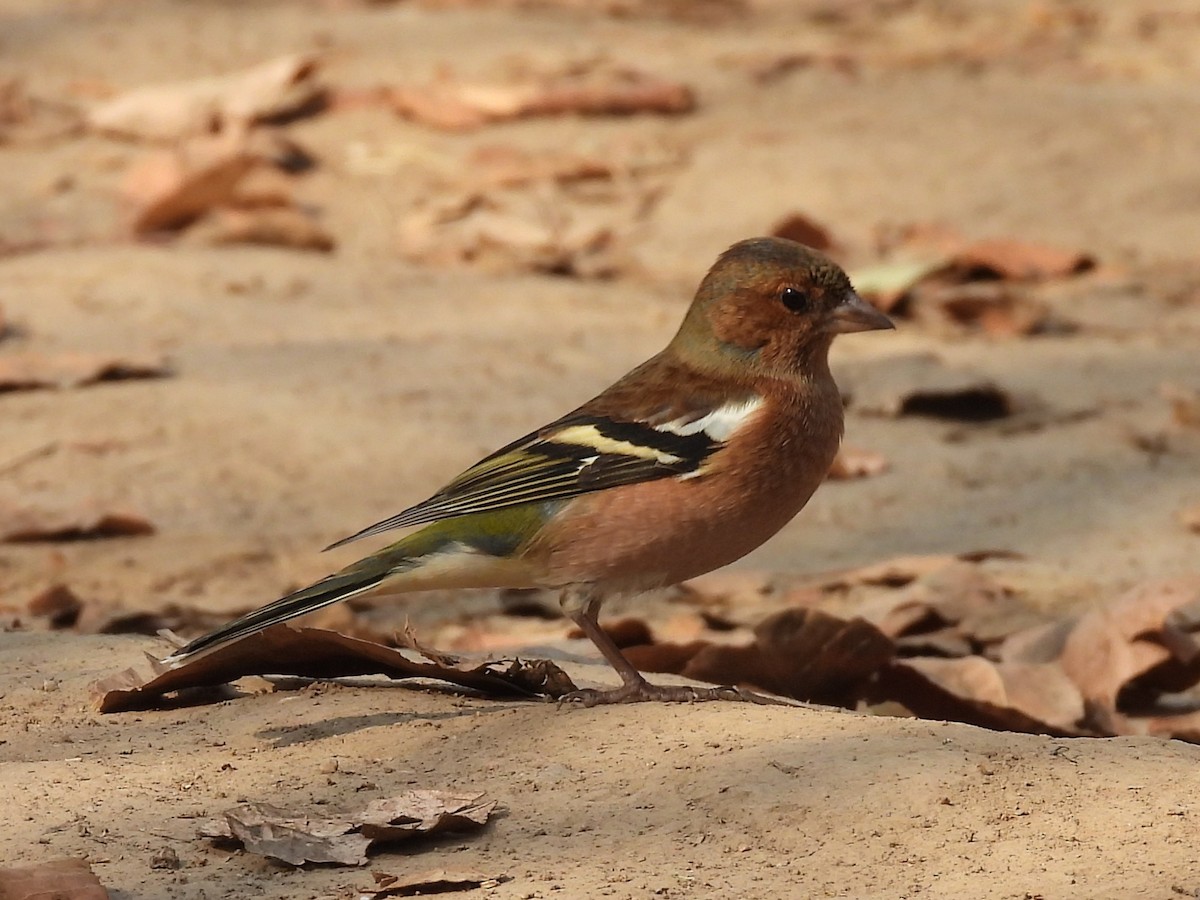 Common Chaffinch - ML645487460