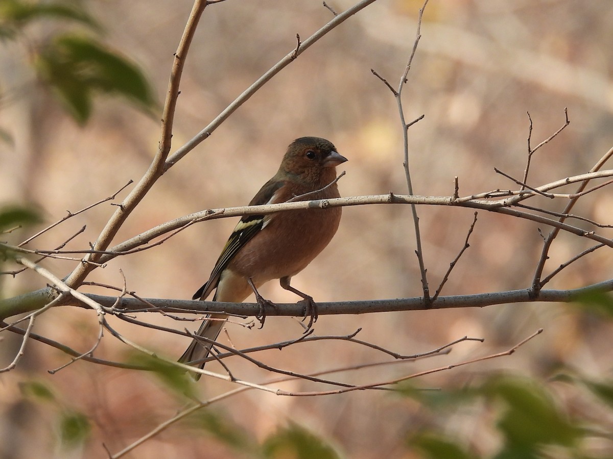 Common Chaffinch - ML645487461