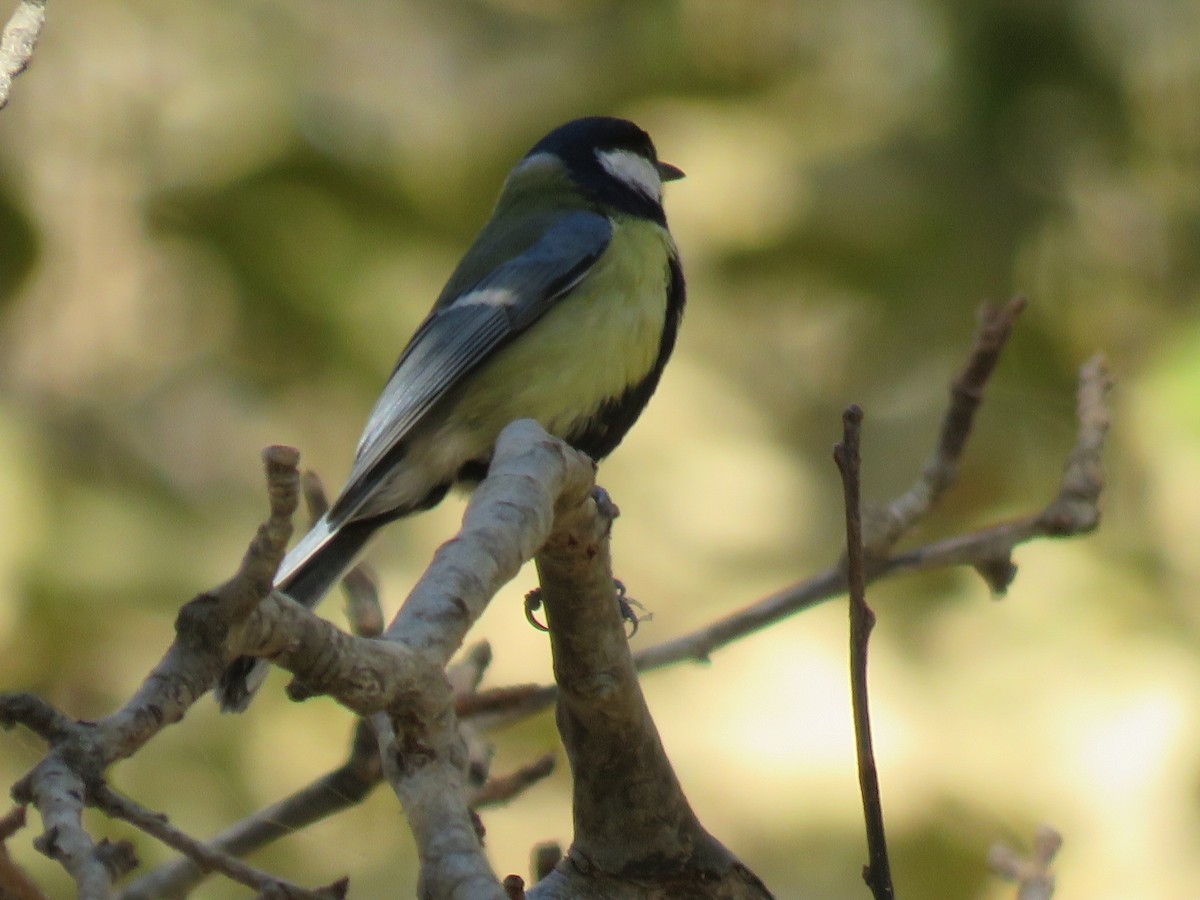 Great Tit - ML645487463