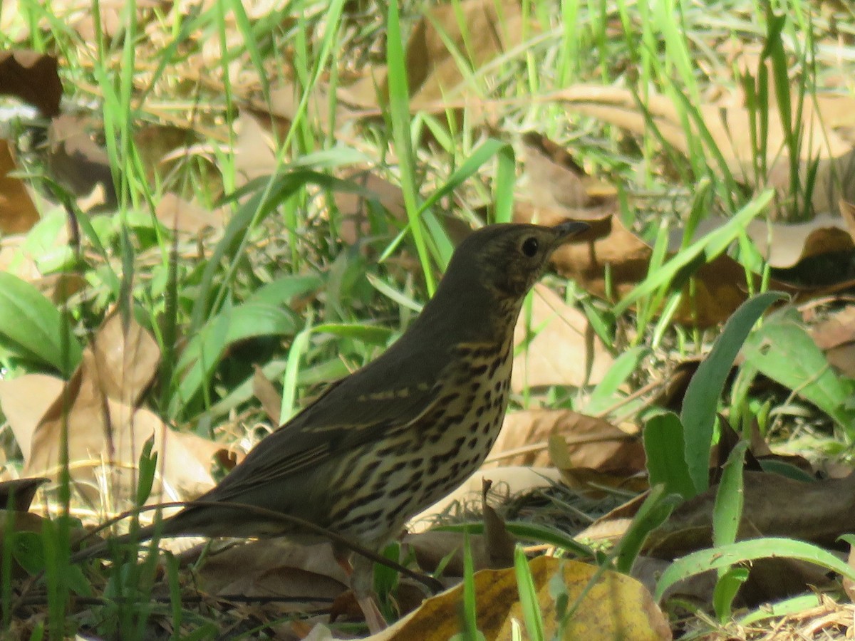 Song Thrush - ML645487464