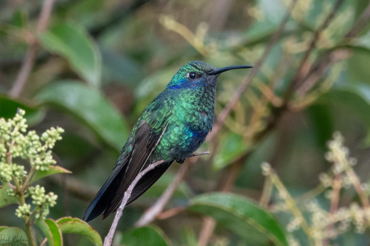 Sparkling Violetear - ML645487465