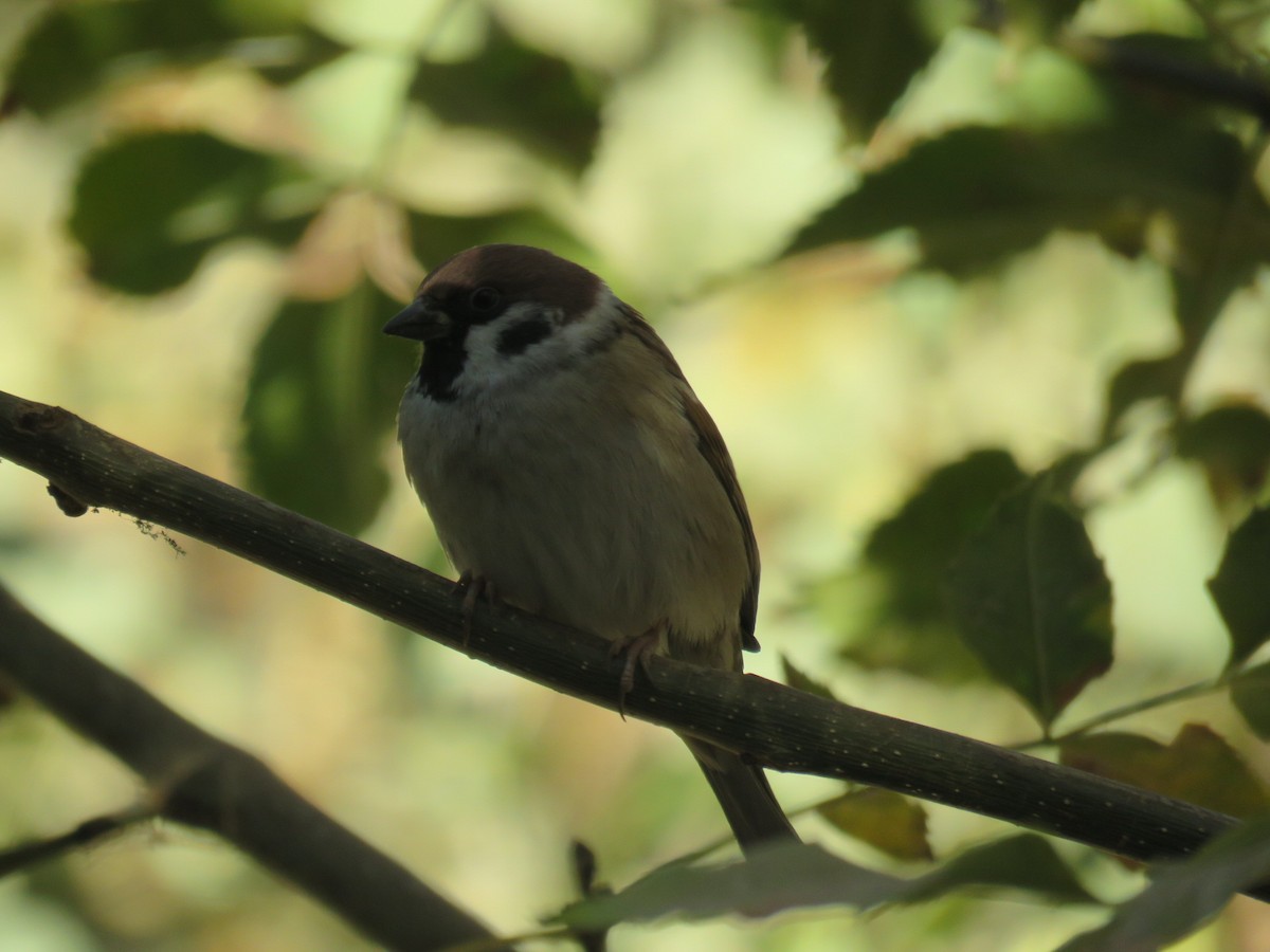 Eurasian Tree Sparrow - ML645487467
