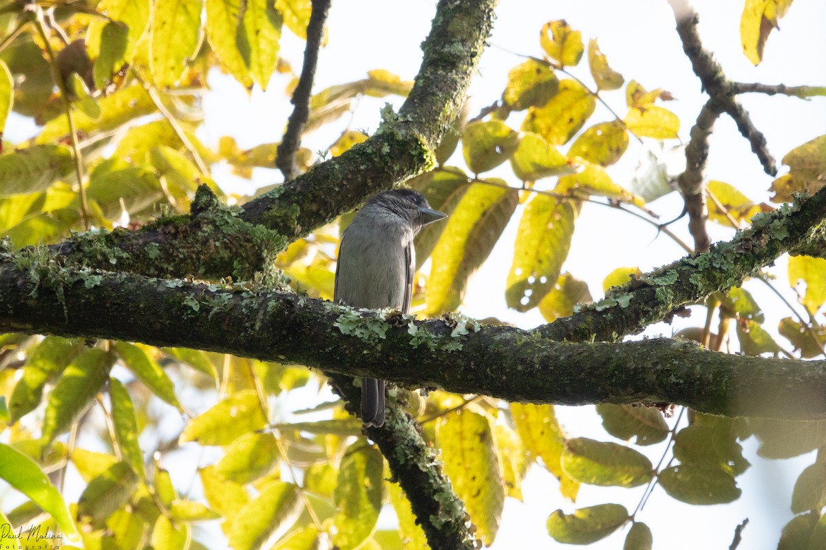 Olive-sided Flycatcher - ML645487468