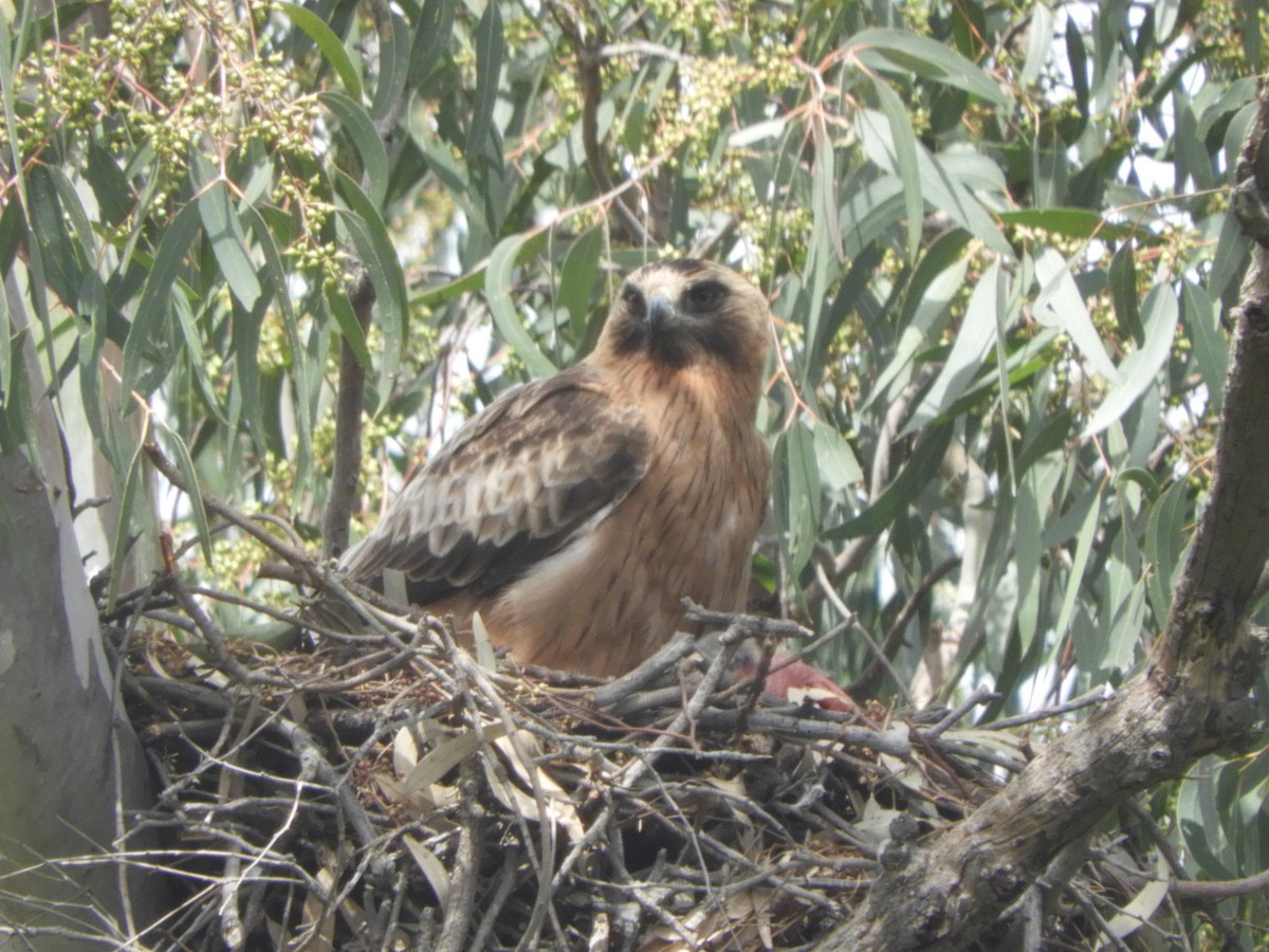 Little Eagle - ML645487470