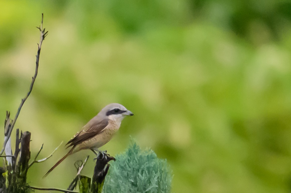 Long-tailed Shrike - ML645487472