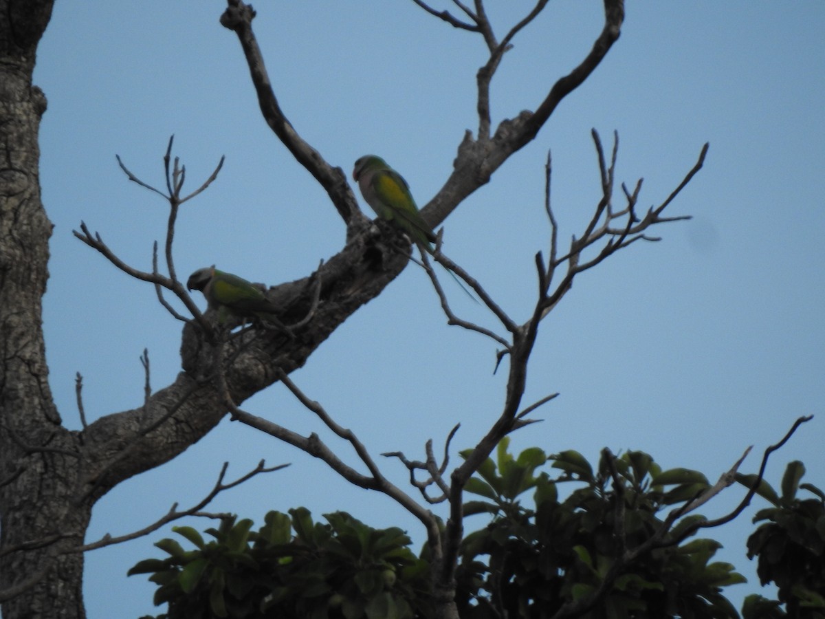 Red-breasted Parakeet - ML645487474
