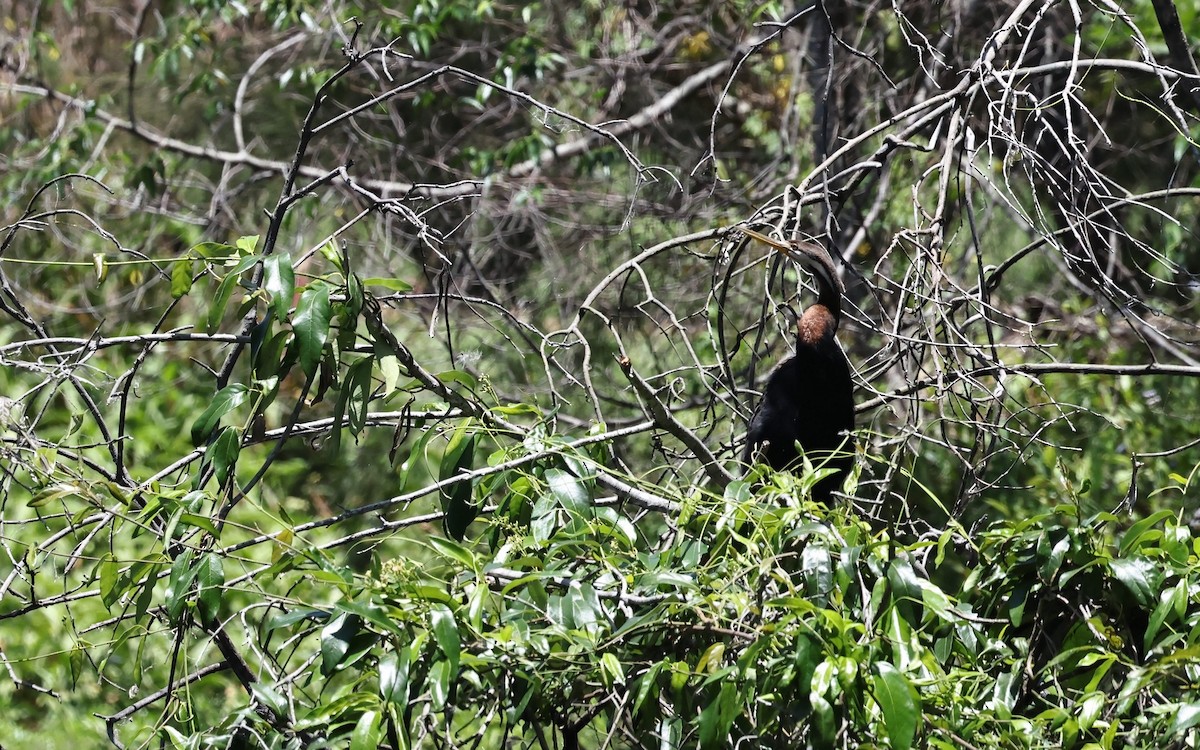 Australasian Darter - ML645487475