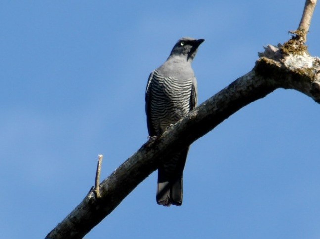 Barred Cuckooshrike - ML645487476