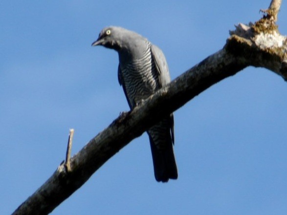 Barred Cuckooshrike - ML645487477