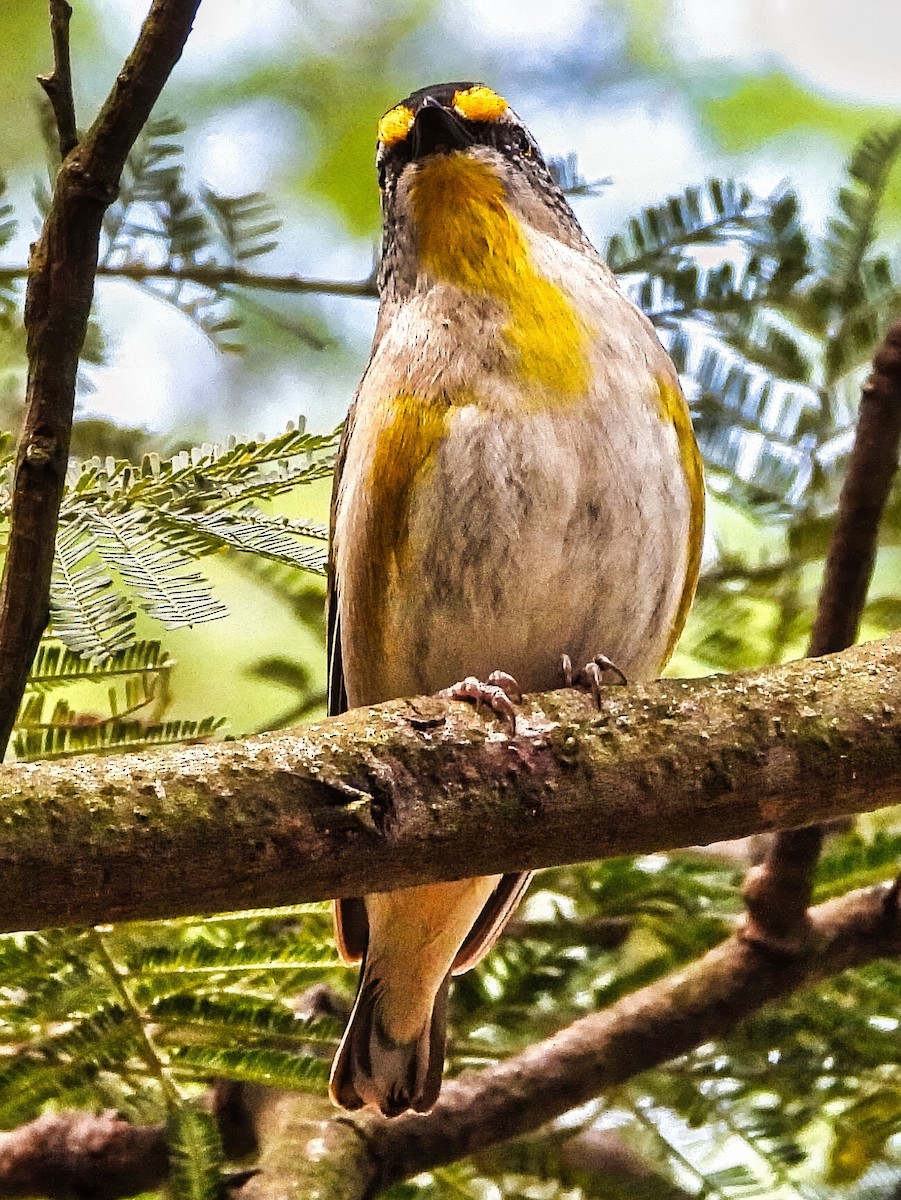 Striated Pardalote (Eastern) - ML645487478