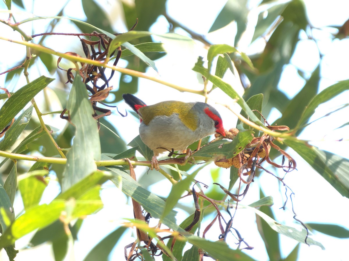 Red-browed Firetail - ML645487479