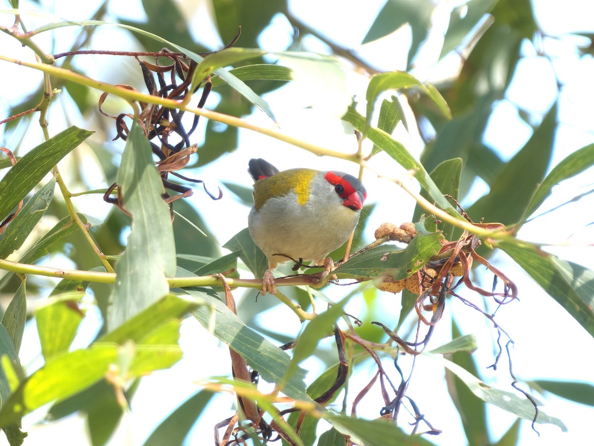 Red-browed Firetail - ML645487480