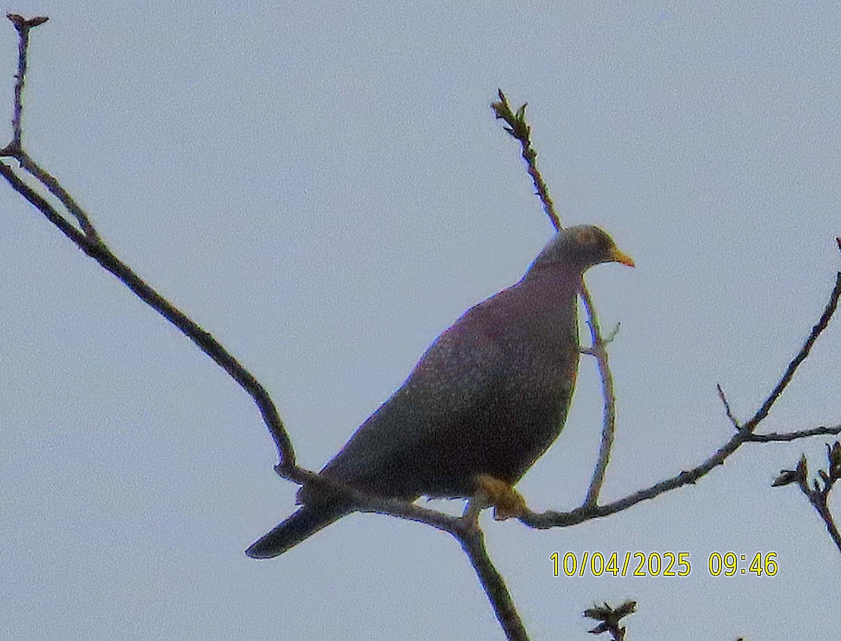 Rameron Pigeon - ML645487482