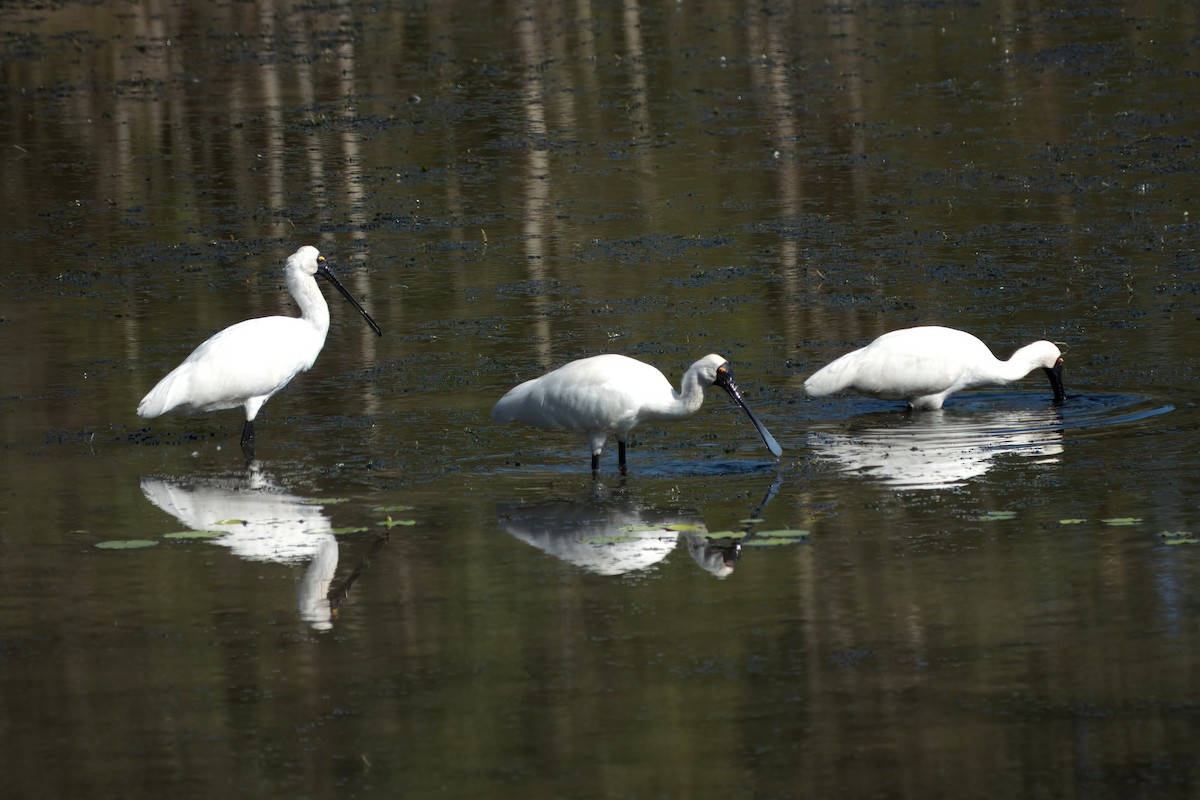 Royal Spoonbill - ML645487483
