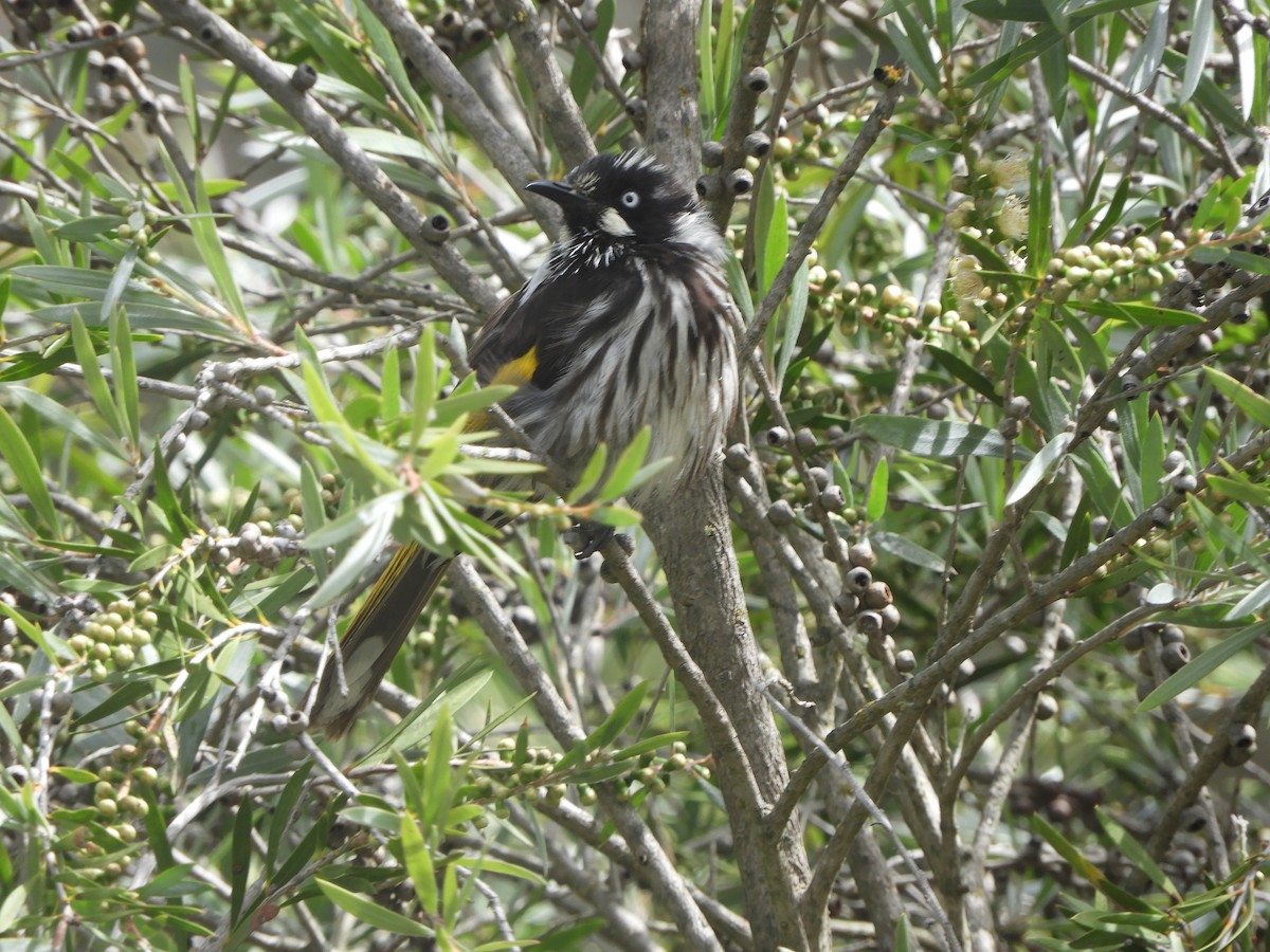 New Holland Honeyeater - ML645487484