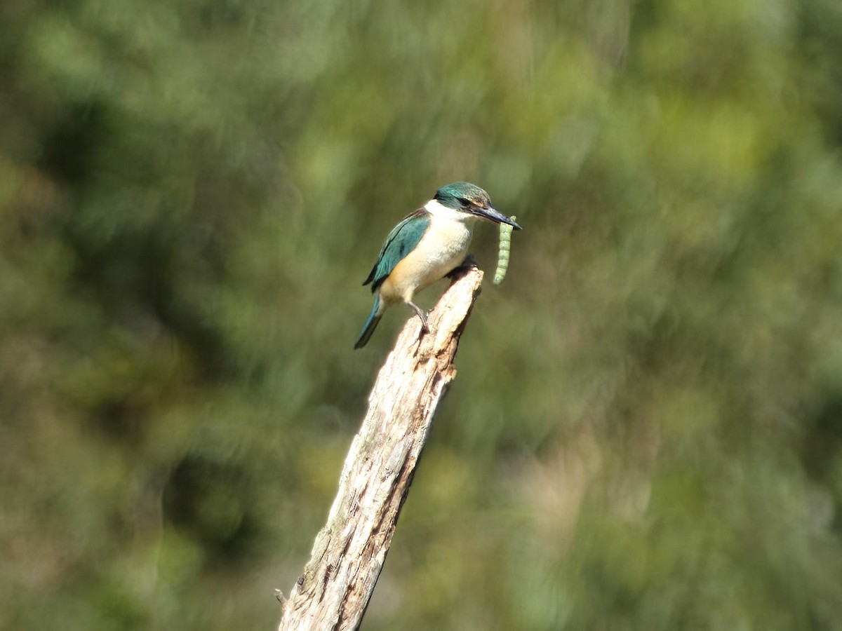 Sacred Kingfisher (Australasian) - ML645487485