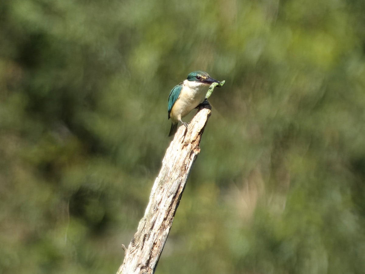 Sacred Kingfisher (Australasian) - ML645487486