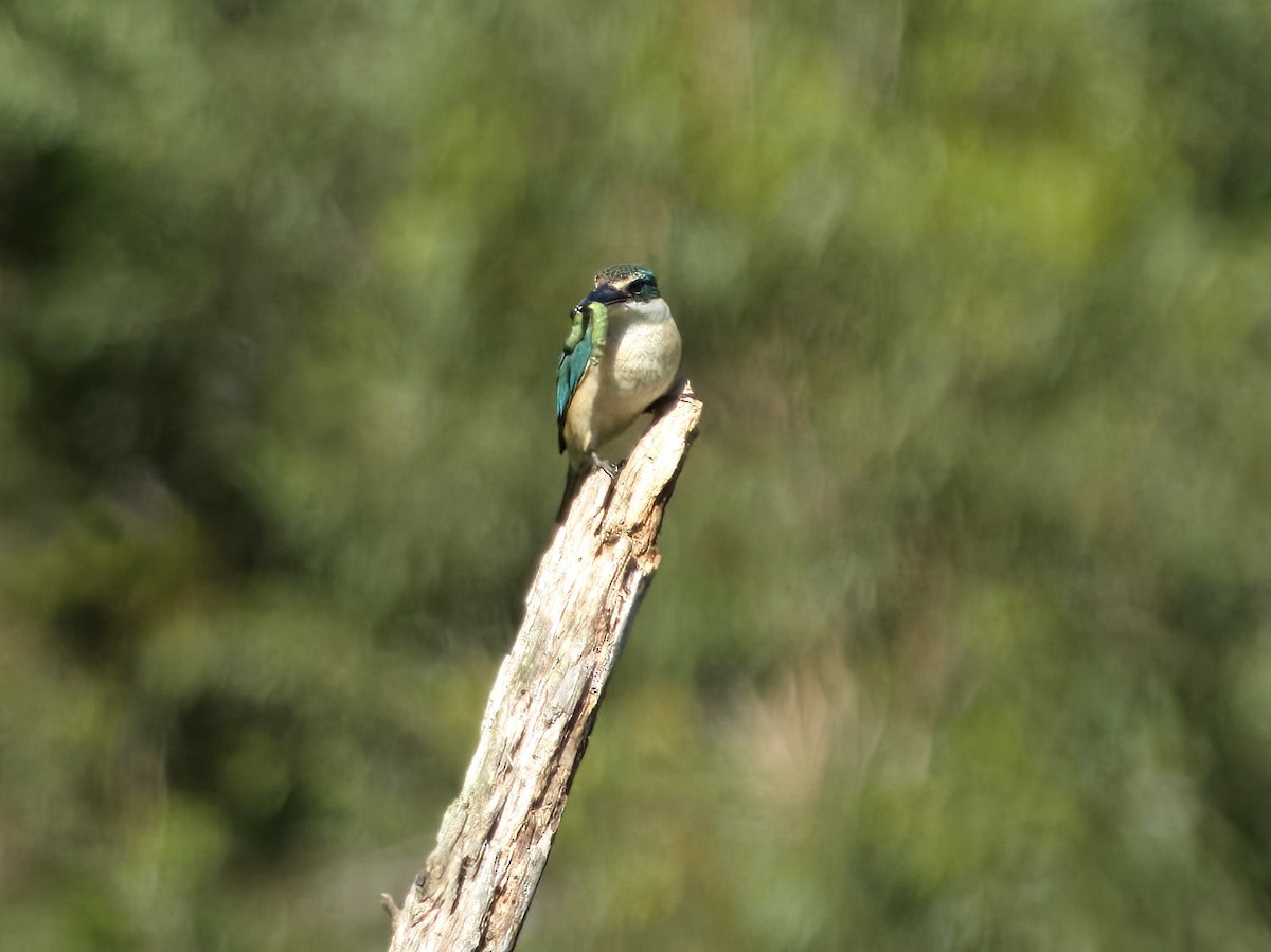 Sacred Kingfisher (Australasian) - ML645487487
