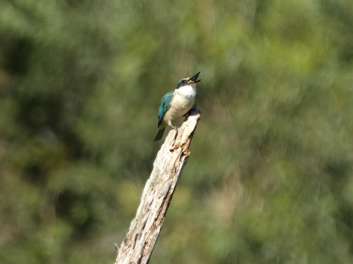 Sacred Kingfisher (Australasian) - ML645487488