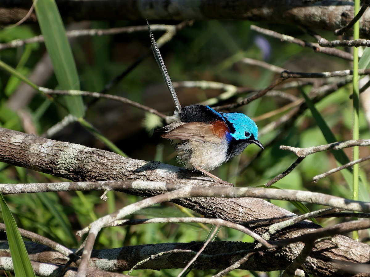 Variegated Fairywren - ML645487489