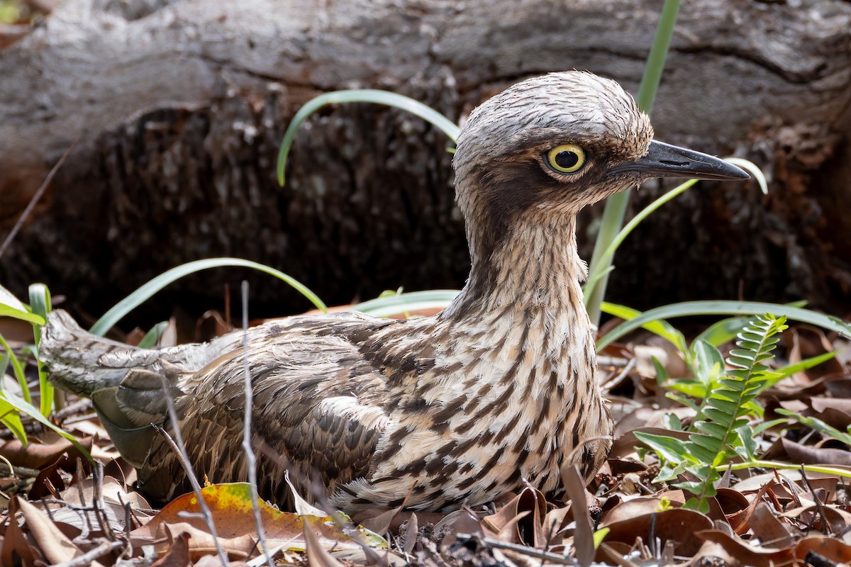 Bush Thick-knee - ML645487492
