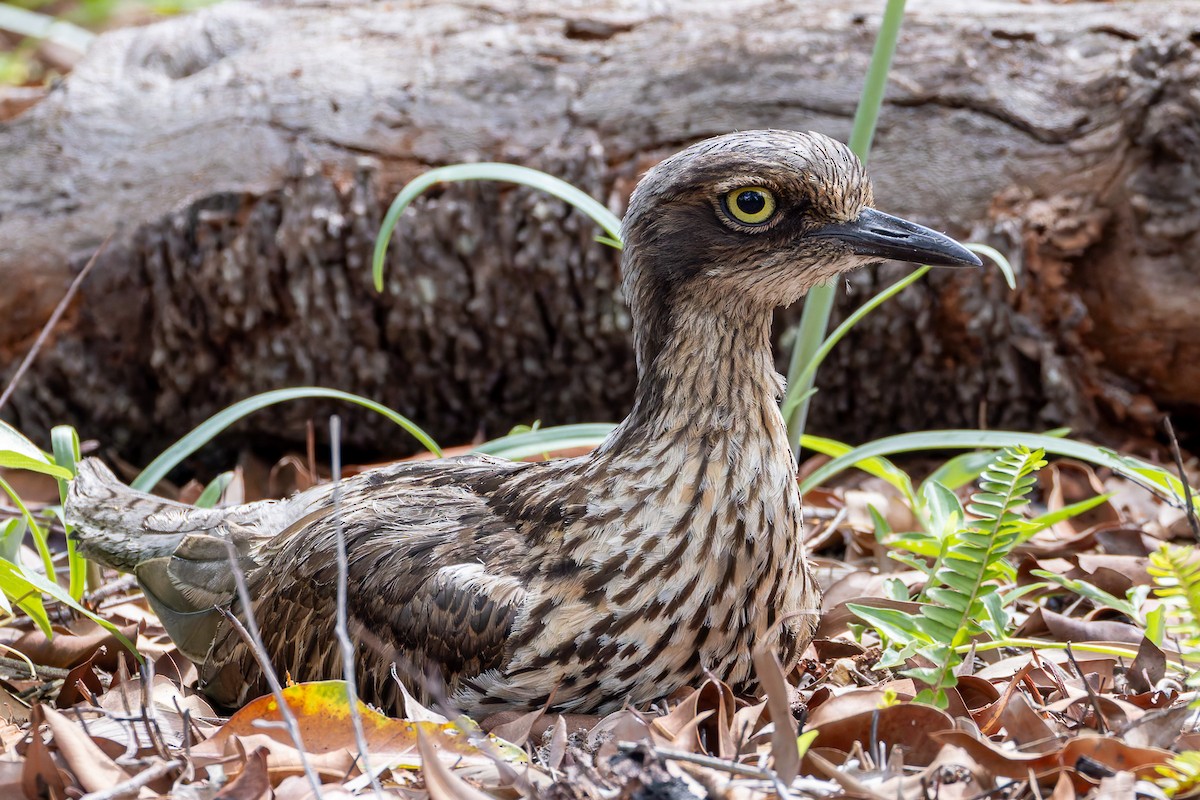 Bush Thick-knee - ML645487493