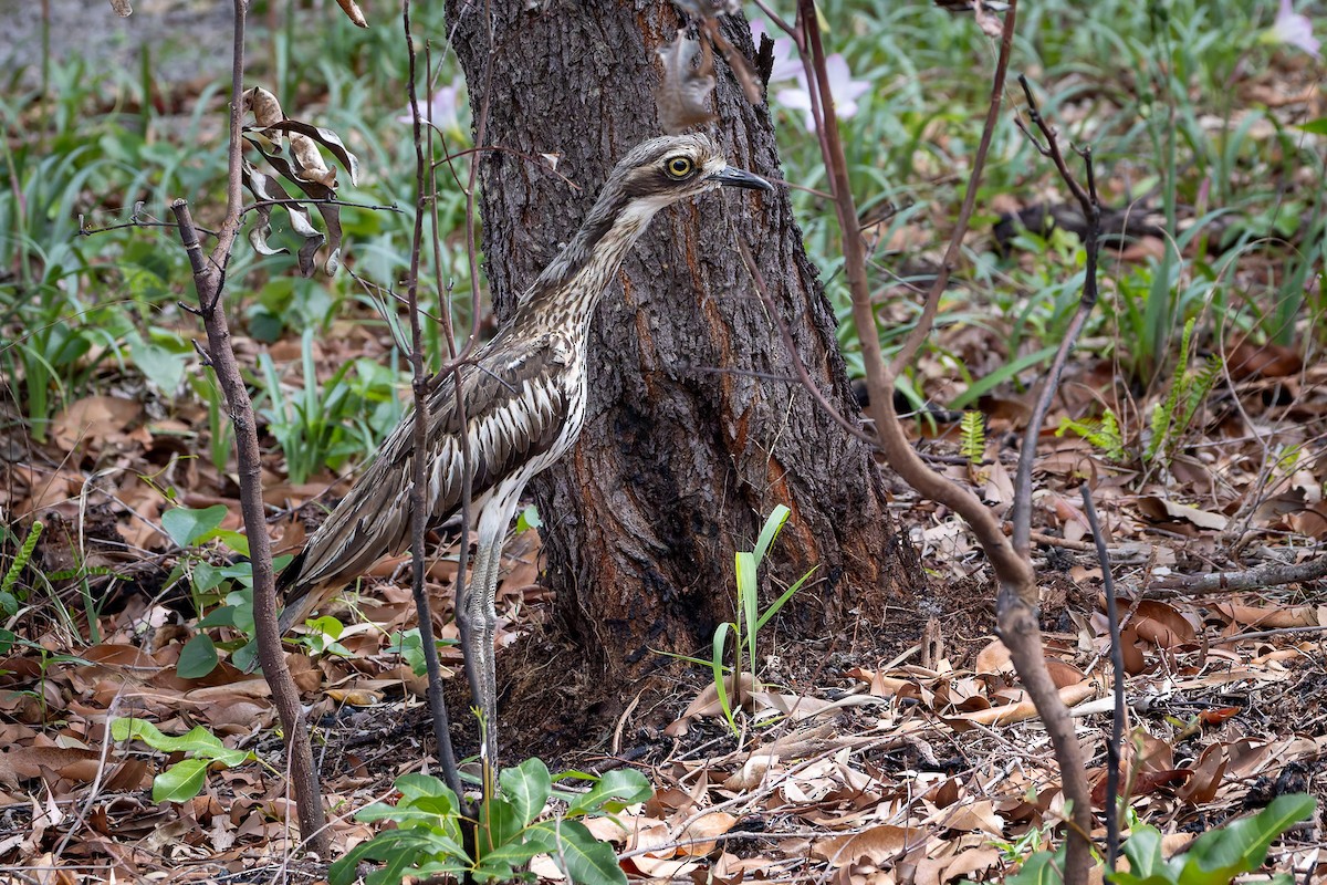 Bush Thick-knee - ML645487494