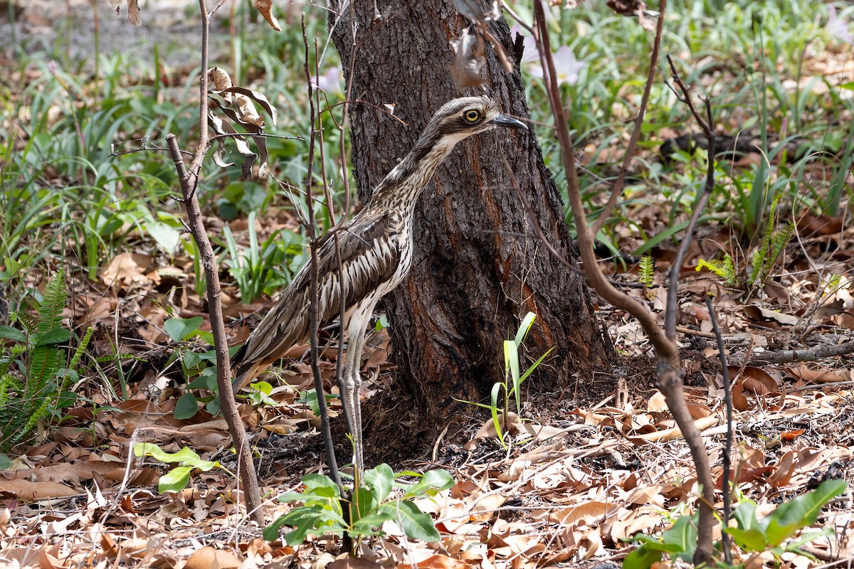 Bush Thick-knee - ML645487495