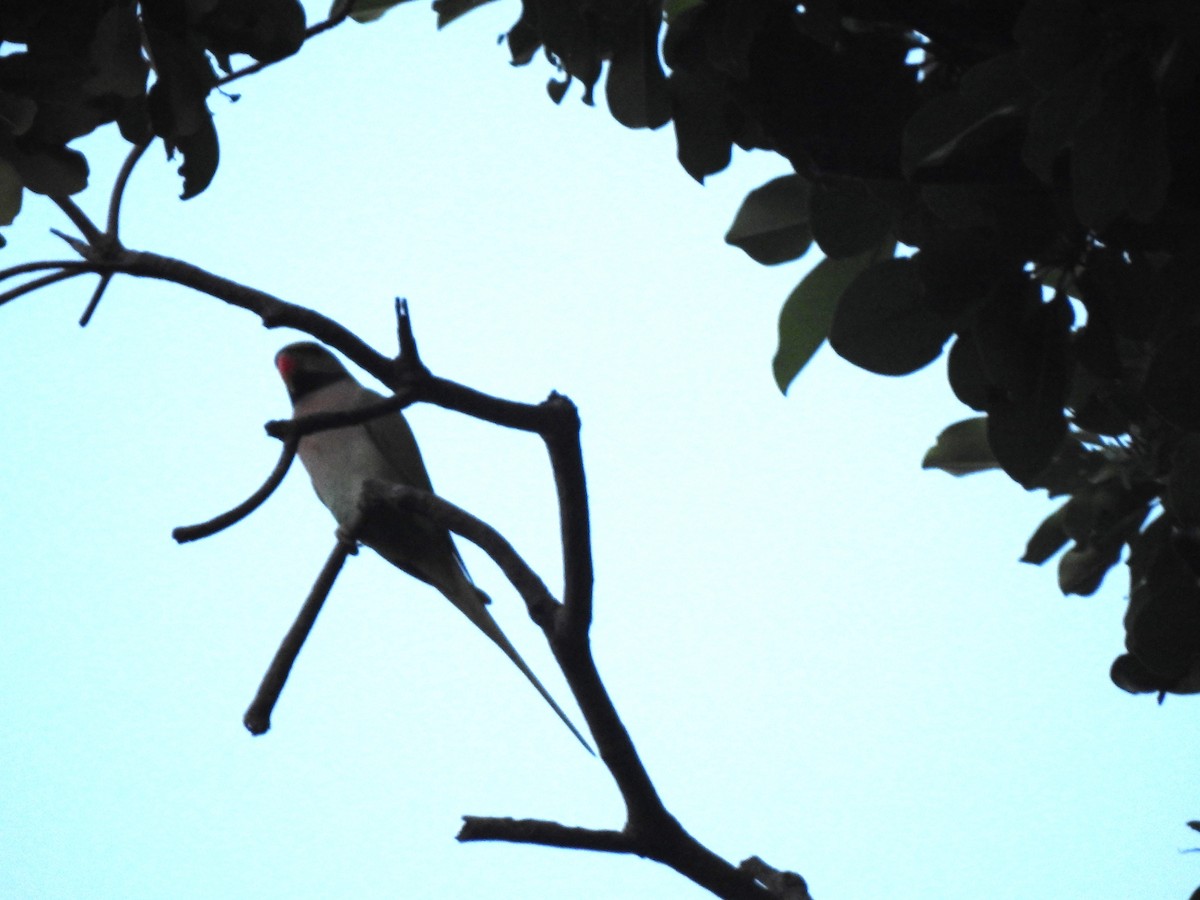 Red-breasted Parakeet - ML645487501