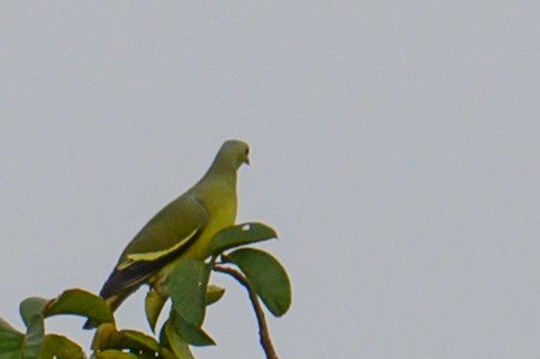 Pink-necked Green-Pigeon - ML645487503