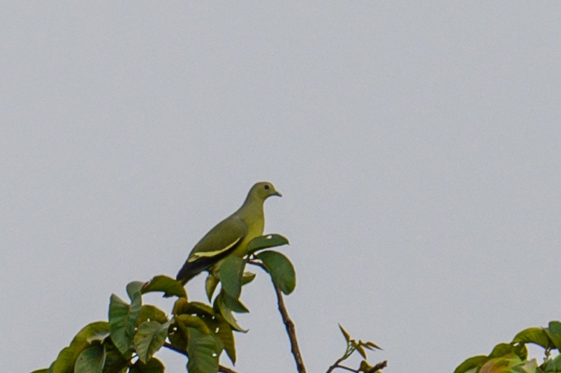 Pink-necked Green-Pigeon - ML645487504