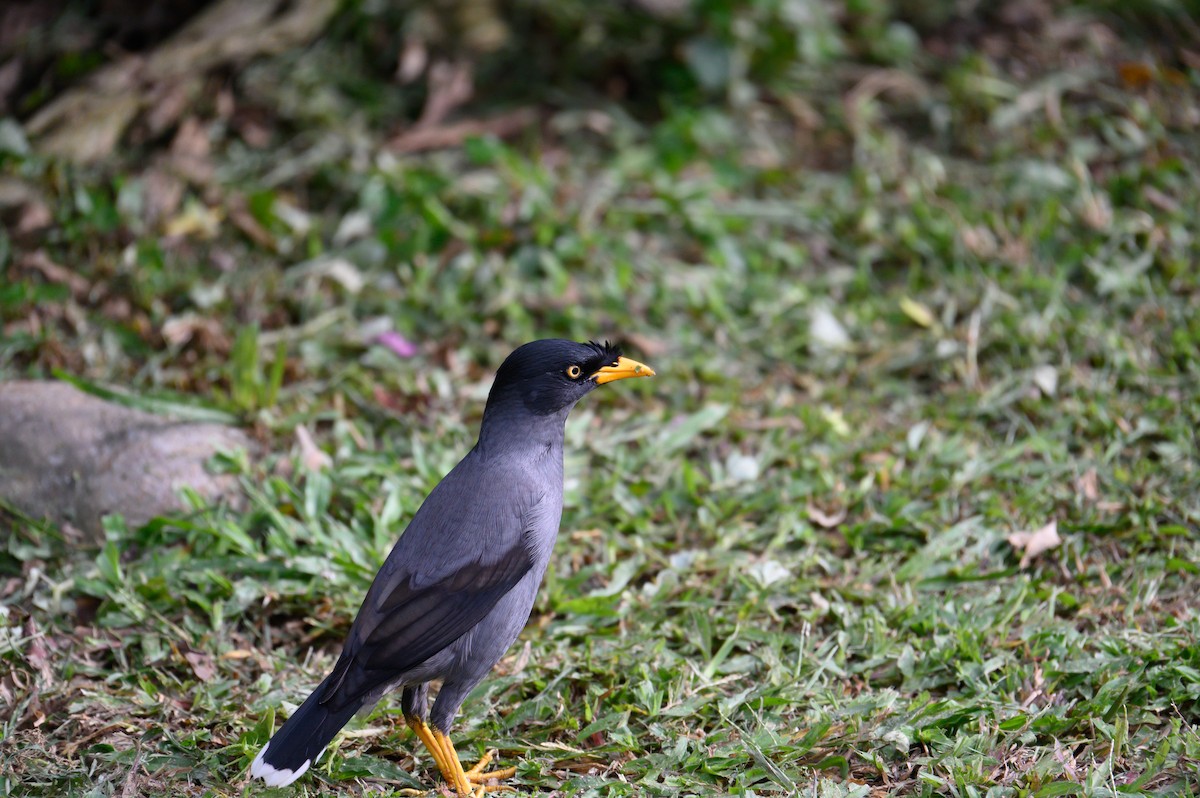 Javan Myna - ML645487511