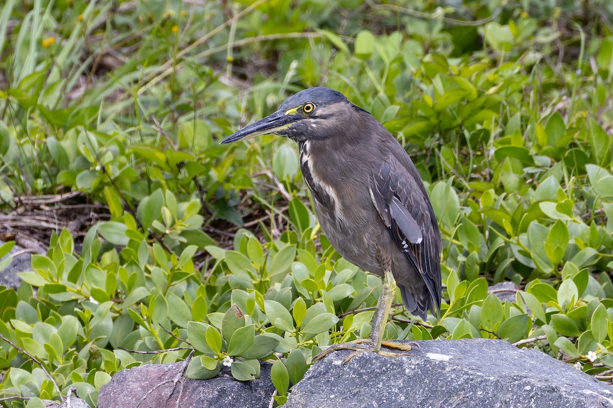 Little Heron - ML645487513