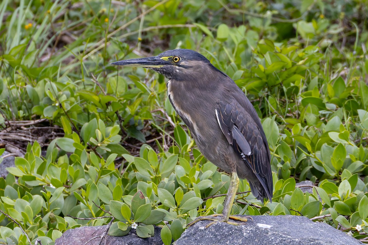 Little Heron - ML645487515