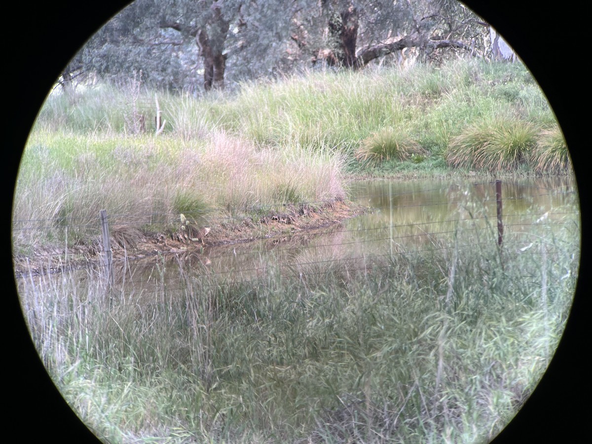 Nankeen Night Heron - ML645487522