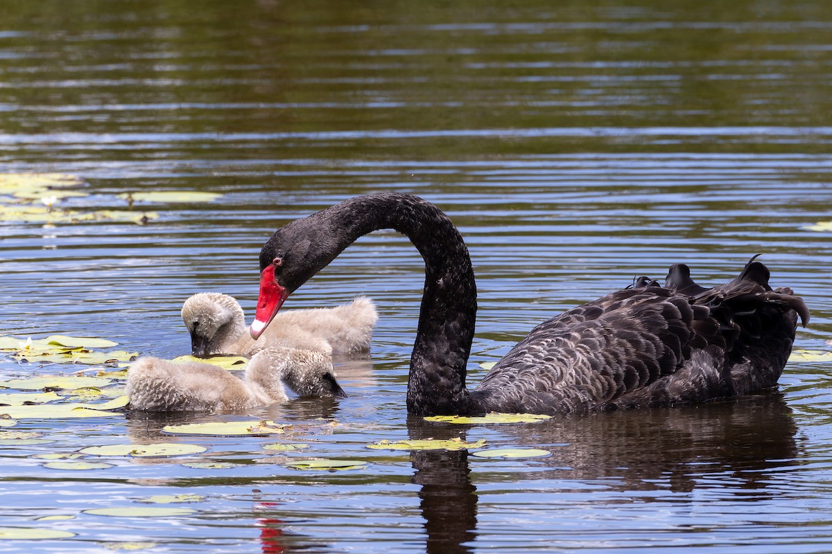 Black Swan - ML645487524