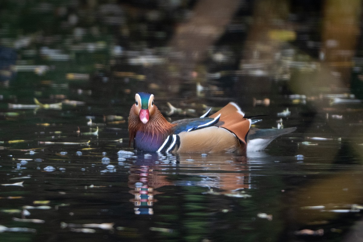 Mandarin Duck - ML645487526
