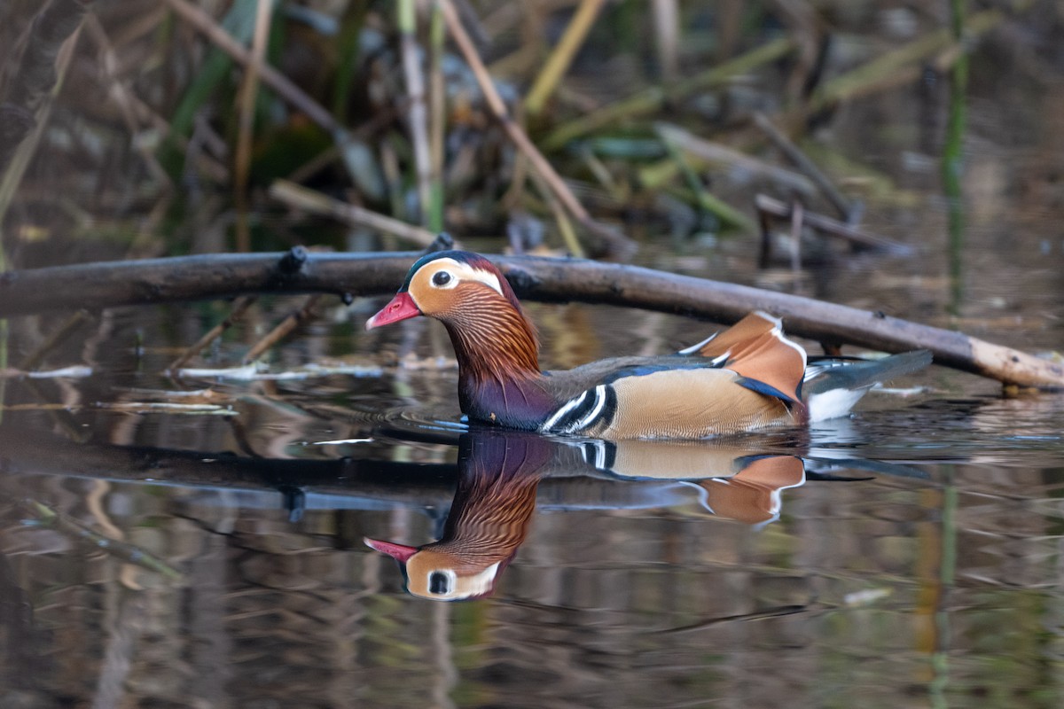 Mandarin Duck - ML645487527