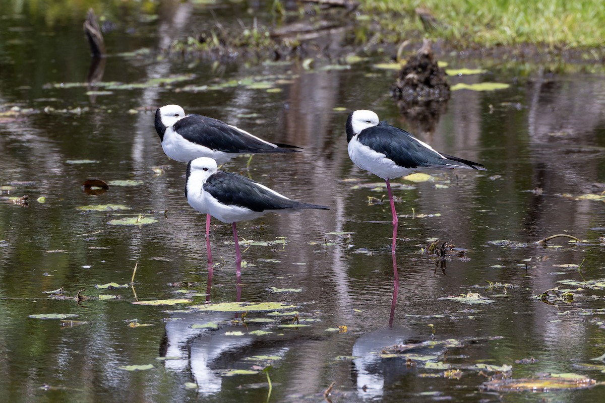 Pied Stilt - ML645487528