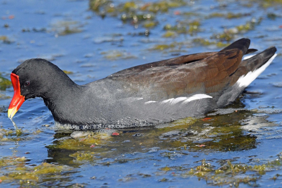 Amerika Sutavuğu - ML645487548