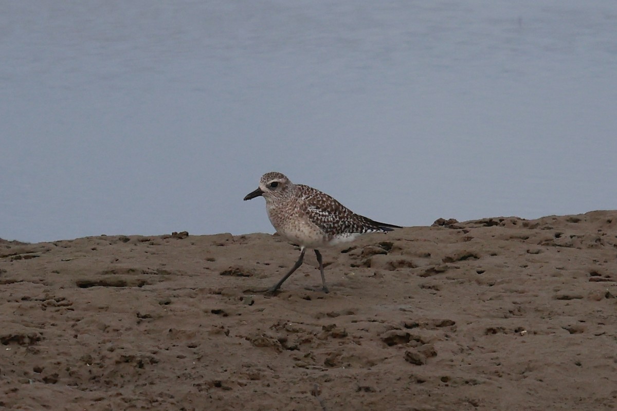 Black-bellied Plover - ML645487560