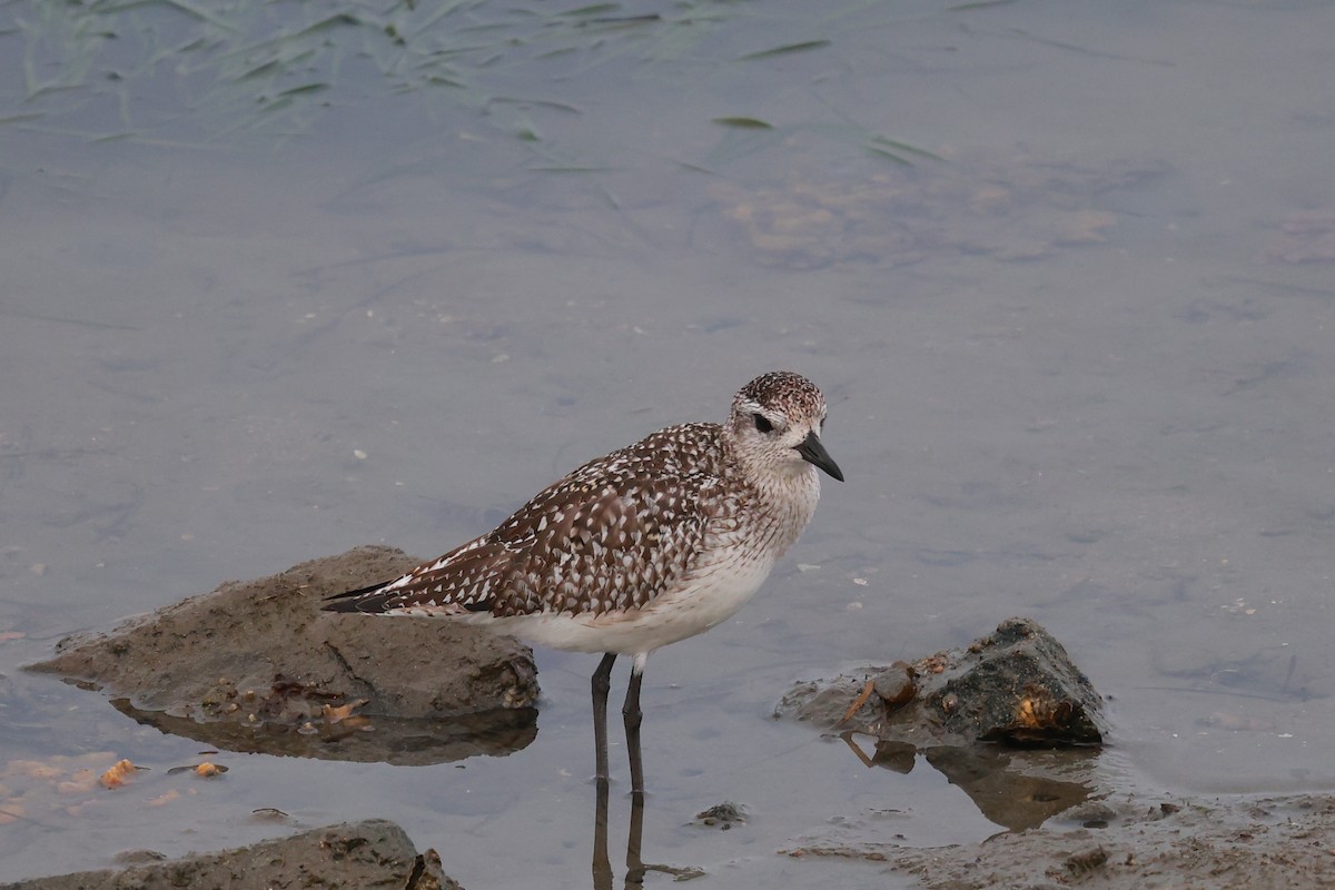 Black-bellied Plover - ML645487561