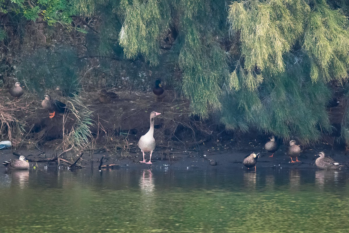 Graylag Goose - ML645487586