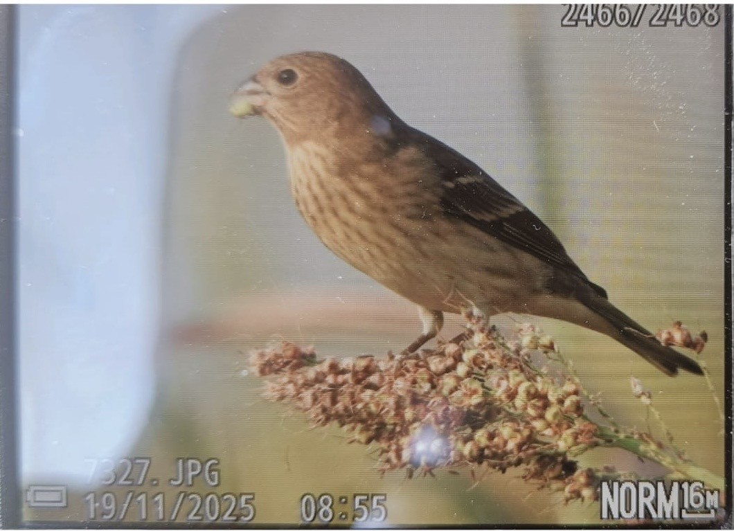 hýl rudý - ML645487602